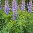 Bigleaf Lupine (Lupinus Polyphyllus) 3 seeds