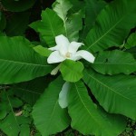 Bigleaf Magnolia (Magnolia Macrophylla) 5 seeds