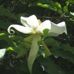Bigleaf Magnolia (Magnolia Macrophylla) 5 seeds