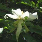 Bigleaf Magnolia (Magnolia Macrophylla) 10 seeds
