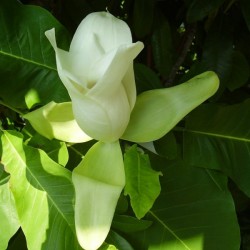 Bigleaf Magnolia (Magnolia Macrophylla) 10 seeds