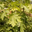 Bigleaf Maple (Acer Macrophyllum) 30 seeds