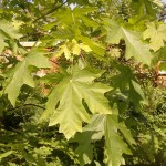 Bigleaf Maple (Acer Macrophyllum) 10 seeds