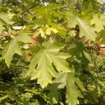 Bigleaf Maple (Acer Macrophyllum) 15 seeds