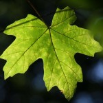 Bigleaf Maple (Acer Macrophyllum) 15 seeds