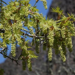 Bigleaf Maple (Acer Macrophyllum) 5 seeds