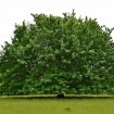 Bigleaf Maple (Acer Macrophyllum) 5 seeds