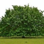 Bigleaf Maple (Acer Macrophyllum) 30 seeds