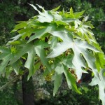 Bigleaf Maple (Acer Macrophyllum) 5 seeds