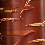 Birch Bark Cherry (Prunus Serrula Tibetica) 20 seeds