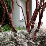 Birch Bark Cherry (Prunus Serrula Tibetica) 10 seeds