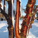 Birch Bark Cherry (Prunus Serrula Tibetica) 5 seeds