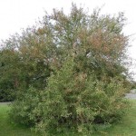 Birch-Leaved Pear (Pyrus Betulaefolia) 10 seeds