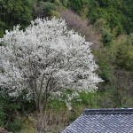 Birch-Leaved Pear (Pyrus Betulaefolia) 20 seeds