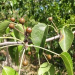 Birch-Leaved Pear (Pyrus Betulaefolia) 10 seeds