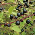 Bird Cherry (Prunus Padus) 100 seeds