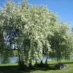 Bird Cherry (Prunus Padus) 100 seeds