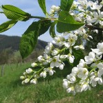 Bird Cherry (Prunus Padus) 5 seeds