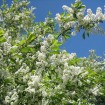 Bird Cherry (Prunus Padus) 15 seeds