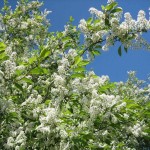 Bird Cherry (Prunus Padus) 5 seeds