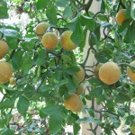 Winter Hardy Orange (Poncirus Citrus Trifoliata) 2 seeds