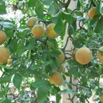 Winter Hardy Orange (Poncirus Citrus Trifoliata) 5 seeds