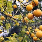 Winter Hardy Orange (Poncirus Citrus Trifoliata) 5 seeds