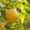 Winter Hardy Orange (Poncirus Citrus Trifoliata) 10 seeds