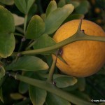 Winter Hardy Orange (Poncirus Citrus Trifoliata) 2 seeds