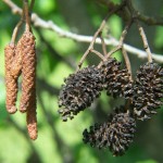 Black Alder (Alnus Glutinosa) 500 seeds