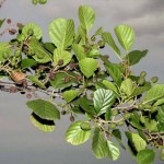 Black Alder (Alnus Glutinosa) 500 seeds