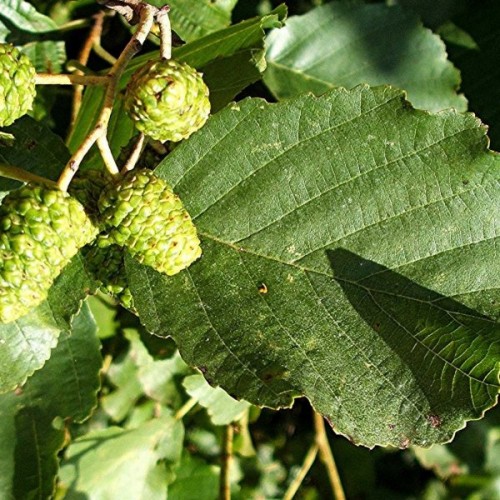 Black Alder (Alnus Glutinosa) 50 seeds