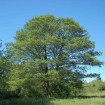 Black Alder (Alnus Glutinosa) 50 seeds