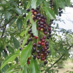 Black Cherry (Prunus Serotina) 20 seeds