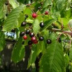Black Cherry (Prunus Serotina) 40 seeds