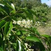 Black Cherry (Prunus Serotina) 40 seeds
