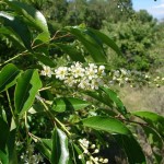 Black Cherry (Prunus Serotina) 20 seeds