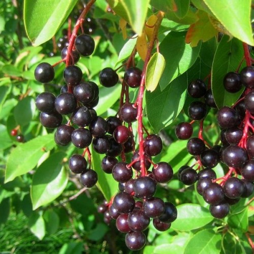Black Choke cherry (Prunus Virginiana) 10 seeds