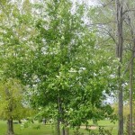 Black Choke cherry (Prunus Virginiana) 5 seeds
