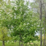 Black Choke cherry (Prunus Virginiana) 10 seeds