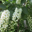 Black Choke cherry (Prunus Virginiana) 5 seeds