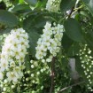 Black Choke cherry (Prunus Virginiana) 10 seeds