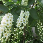 Black Choke cherry (Prunus Virginiana) 5 seeds