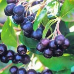 Black Chokeberry (Aronia Melanocarpa) 50 seeds