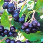 Black Chokeberry (Aronia Melanocarpa) 250 seeds