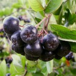 Black Chokeberry (Aronia Melanocarpa) 30 seeds