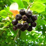 Black Chokeberry (Aronia Melanocarpa) 15 seeds