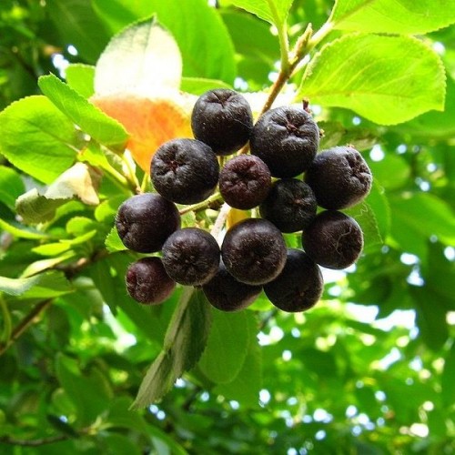 Black Chokeberry (Aronia Melanocarpa) 50 seeds