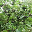 Black Chokeberry (Aronia Melanocarpa) 15 seeds