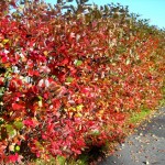 Black Chokeberry (Aronia Melanocarpa) 15 seeds